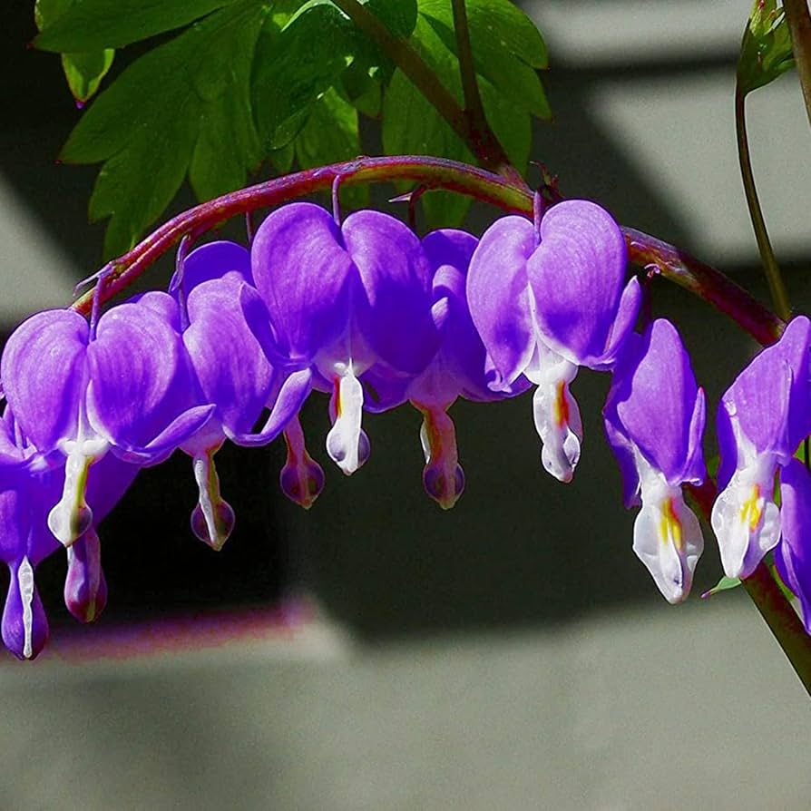 Purple Dicentra Flower Seeds – Heirloom Non-GMO High Germination Seeds