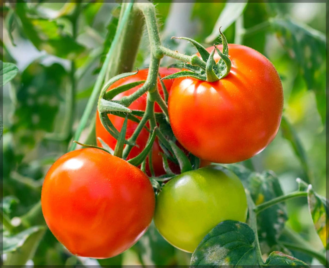 reisenden tomato flower seeds