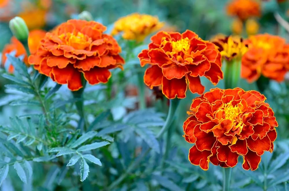 Brown Yellow Marigold Flower Seeds – Heirloom, Non-GMO, High Germination Seeds