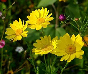 chrysanthemum chrysanthemum flower seeds