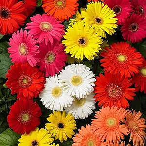 gerbera daisy flower seeds