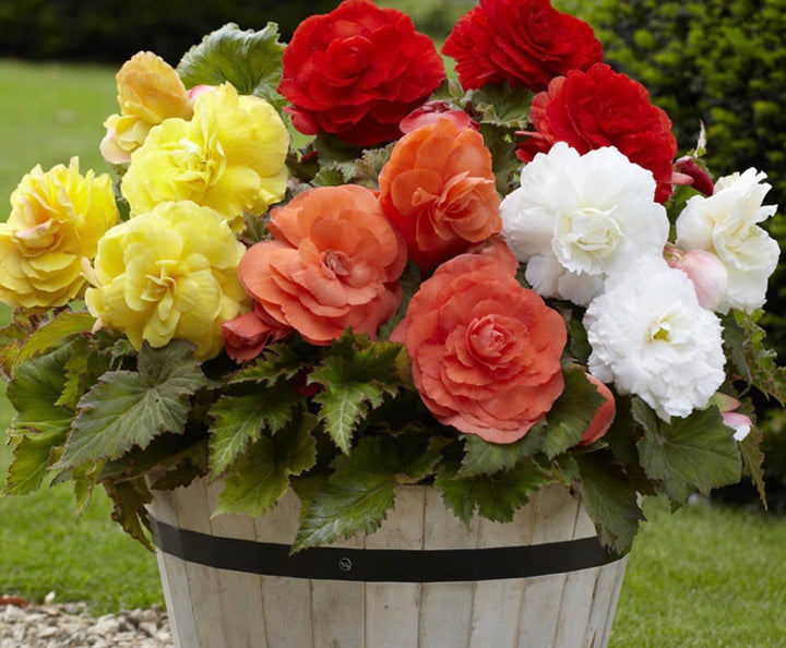 Begonia Flower Seeds Mixed for Planting – Heirloom Non-GMO High Germination Organic Seeds