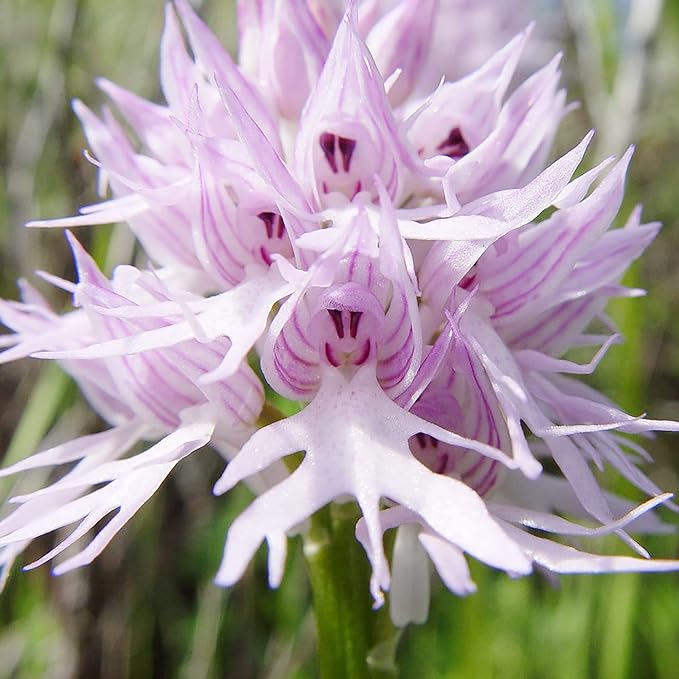 orchis italica flower seeds