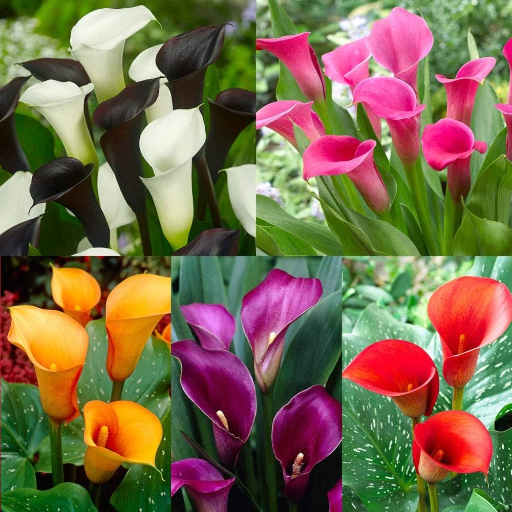 Mixed Zantedeschia Aethiopica Flower Seeds – Heirloom, Non-GMO Seeds
