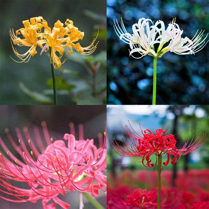 Mixed Lycoris Radiata Flower Seeds – Heirloom, Non-GMO, High Germination Seeds