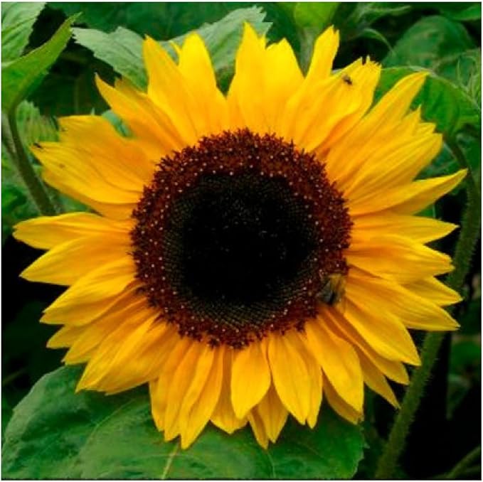 yellow sunflower flower seeds