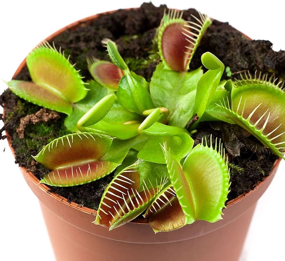 Venus Flytrap herb seeds