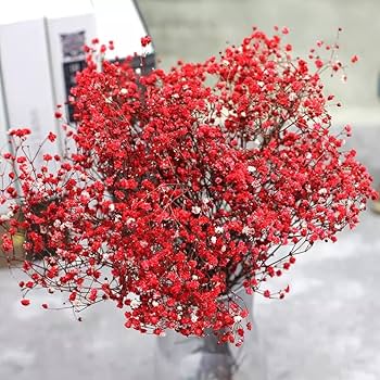 Semillas de flores de gypsophila roja – Herencia, sin OGM, semillas de alta germinación