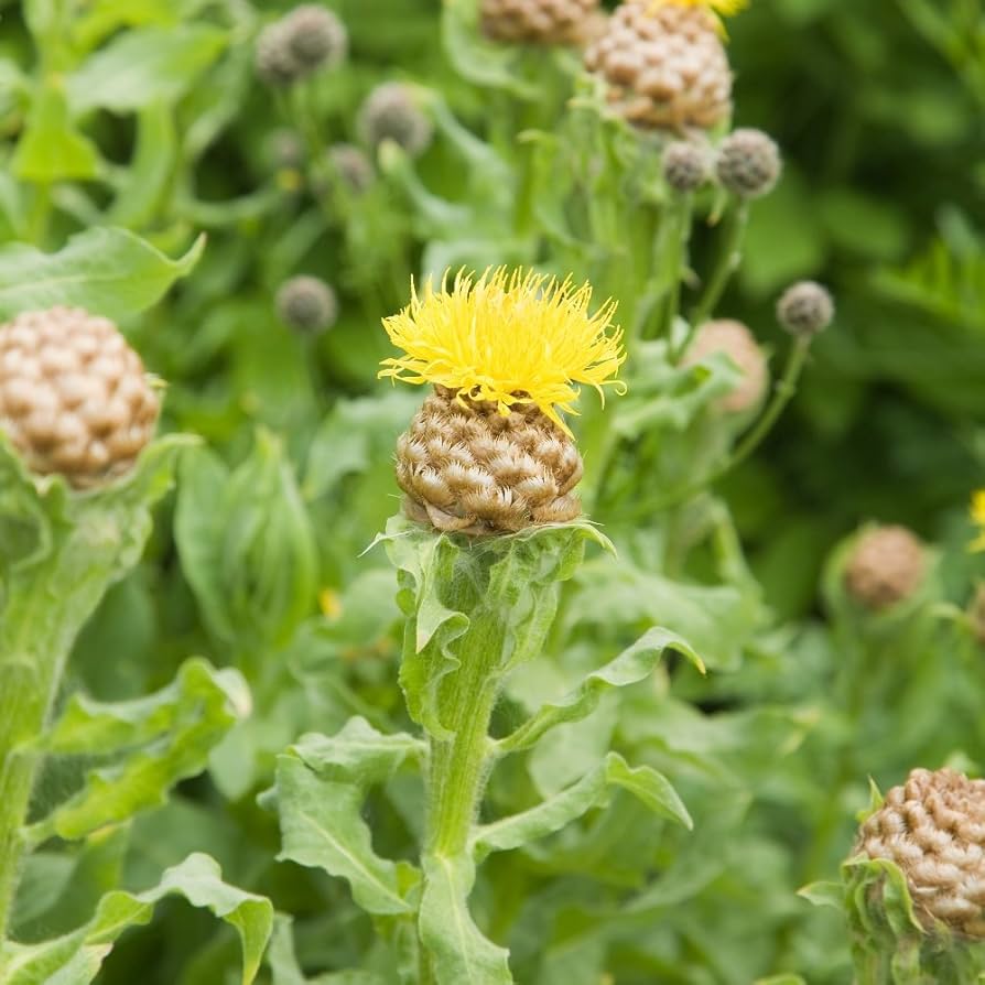 armenian basket flower seeds