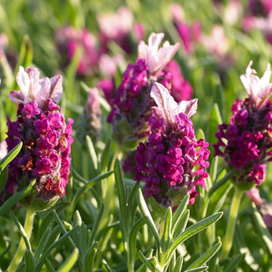 red lavender flower seeds