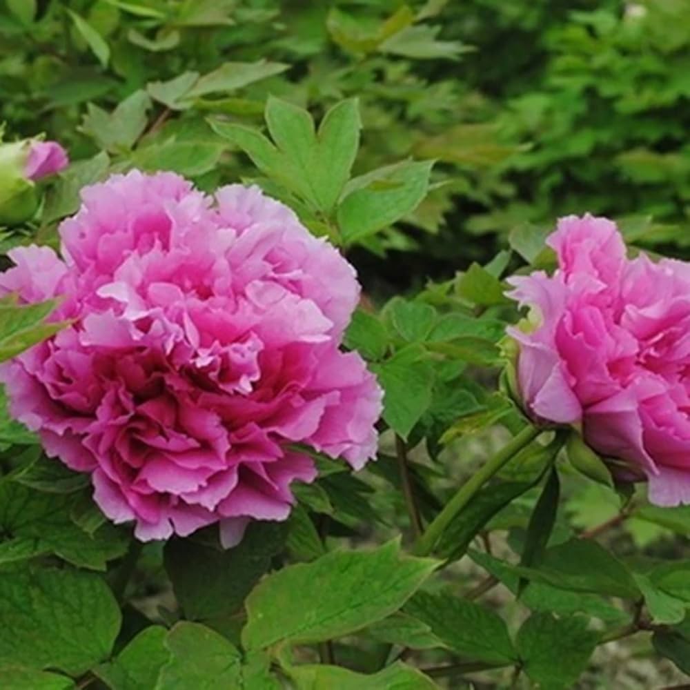 chinese peony flower seeds