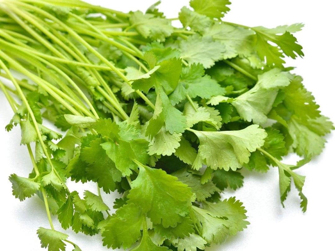 Cilantro For herb seeds