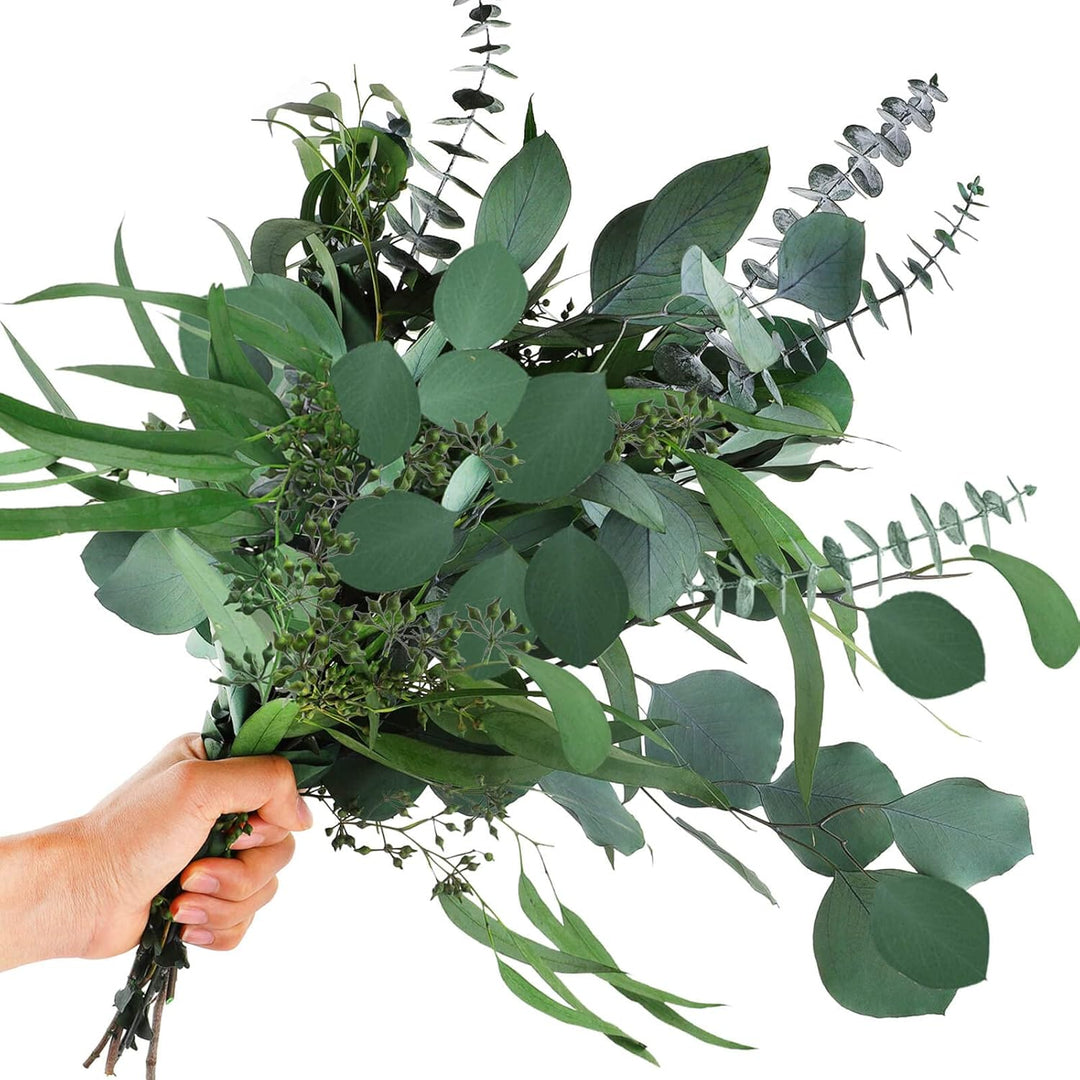 Mixed Eucalyptus herb seeds