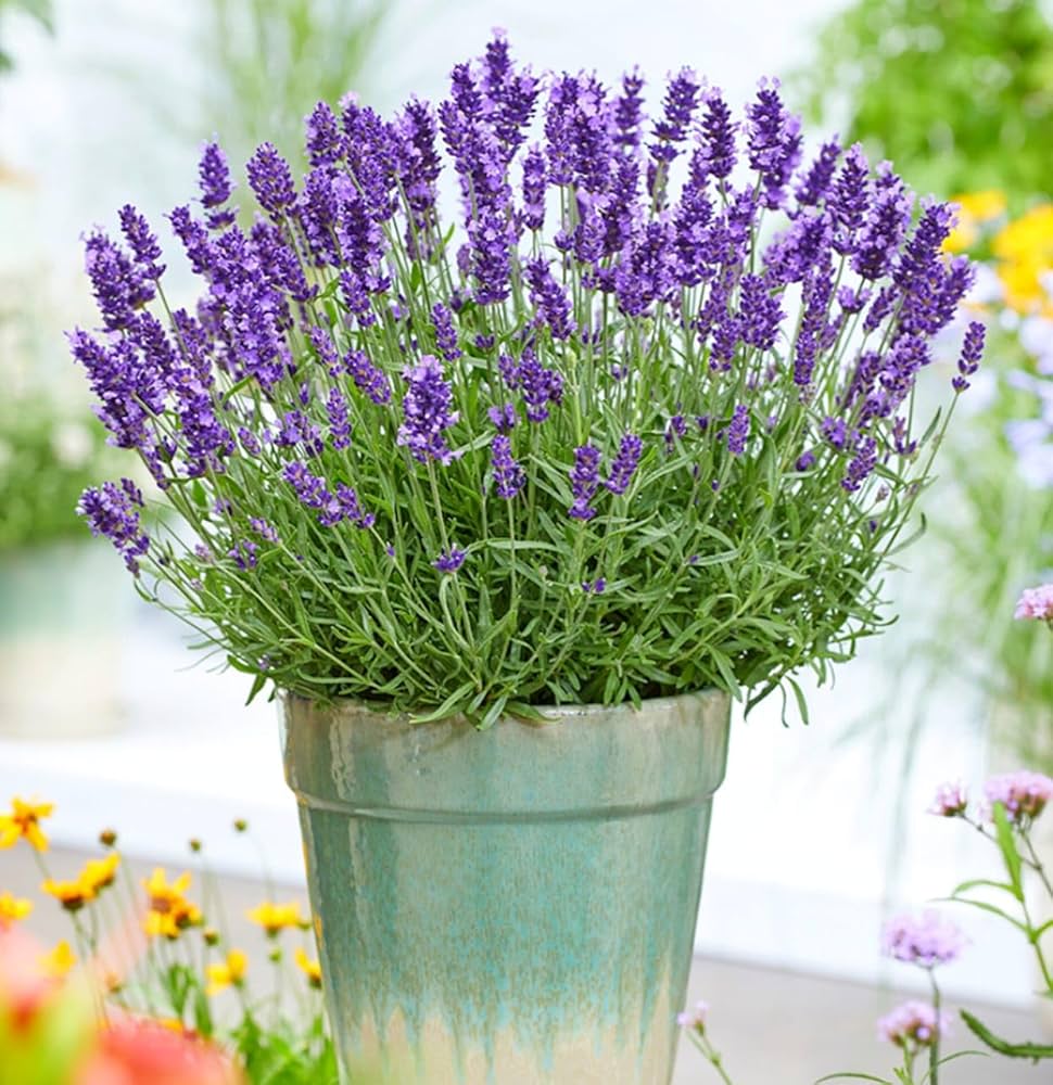 Lavender Fargo Flower Seeds – Heirloom, Non-GMO, High Germination Seeds