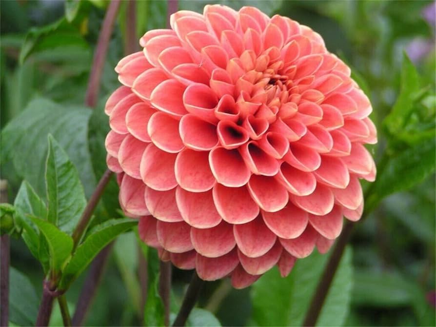 true dahlia flower seeds