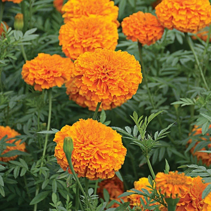 Orange Marigold Flower Seeds for Planting – Heirloom Non-GMO, High Germination Organic Garden Seeds