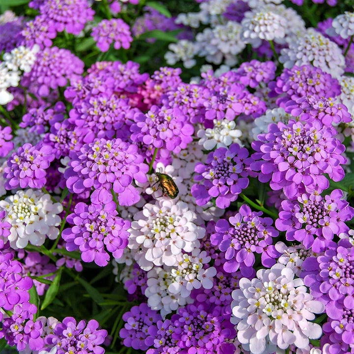Lavender Candytuft Flower Seeds – Heirloom, Non-GMO, High Germination Seeds