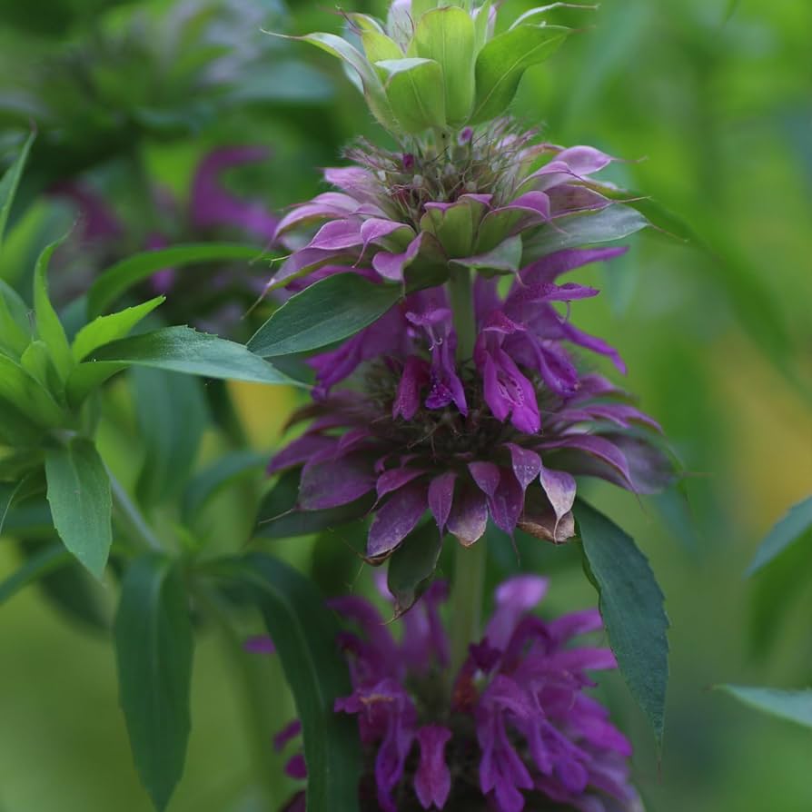 lemon mint flower seeds
