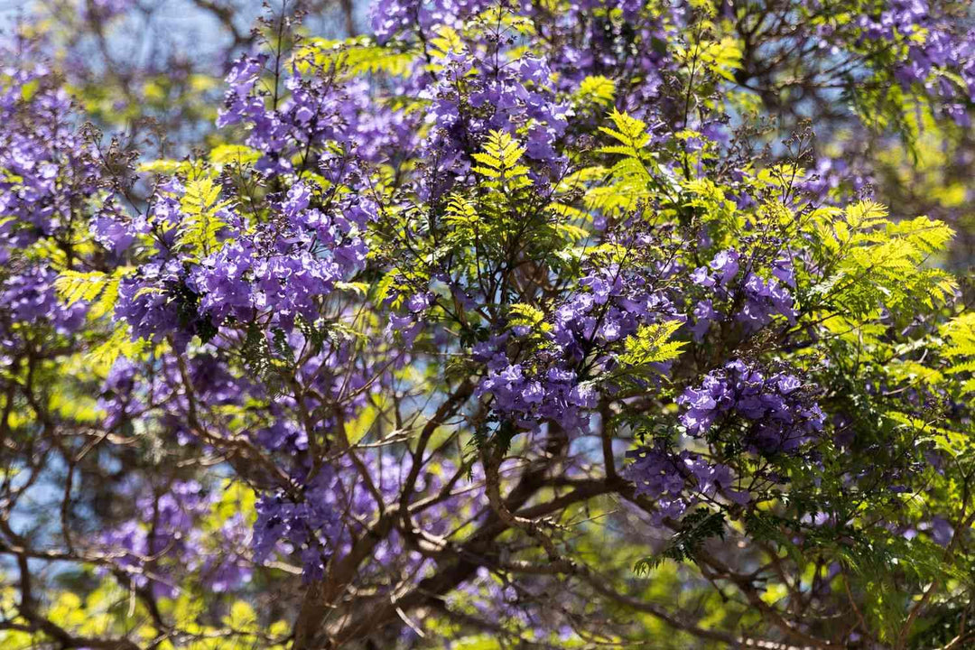 green jacaranda flower seeds