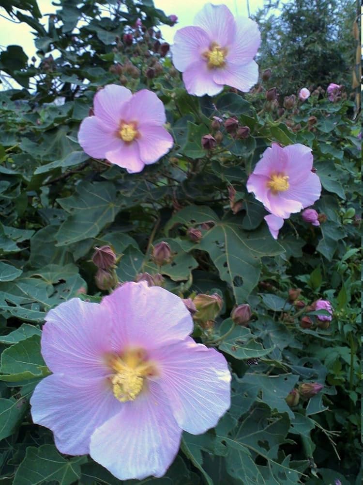 hibiscus makinoi flower seeds