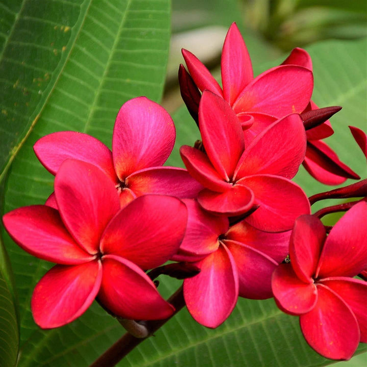 Semillas de Flor de Frangipani Rojo – Cimiente, No-GMO, Alta Germinación