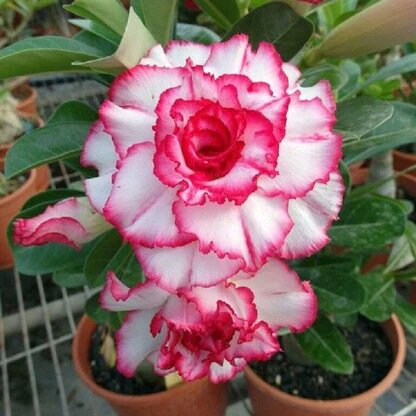 Double Rose Seeds for Planting – Heirloom, Non-GMO, High Germination Garden Seeds