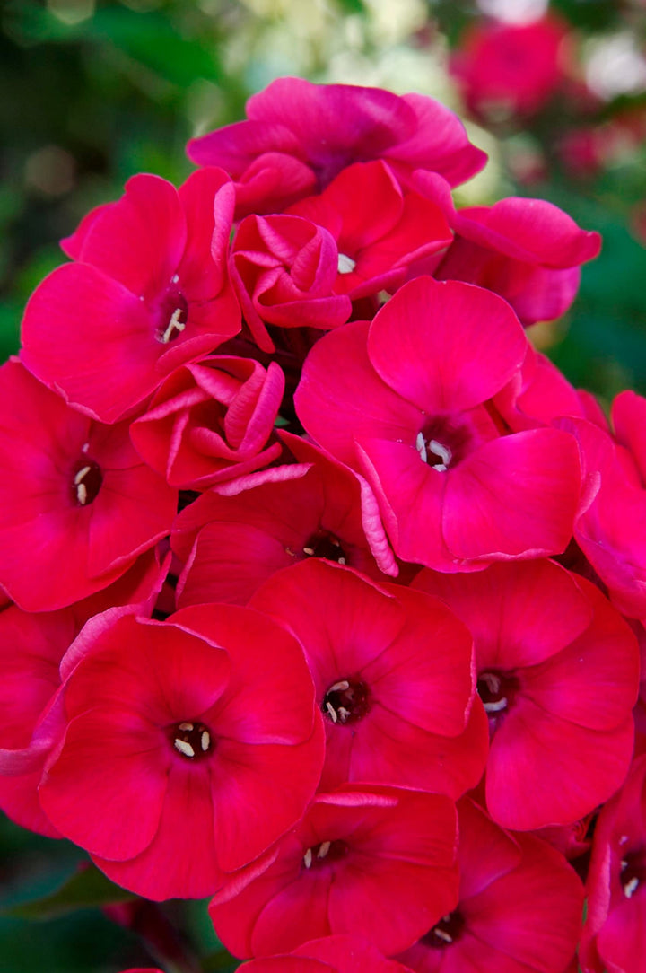Giant Phlox Flower Seeds Red – Heirloom, Non-GMO, High Germination Seeds