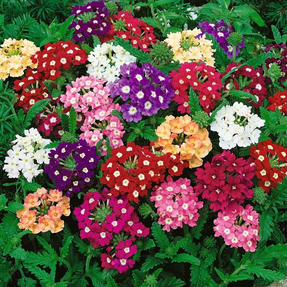 mixed color flower seeds