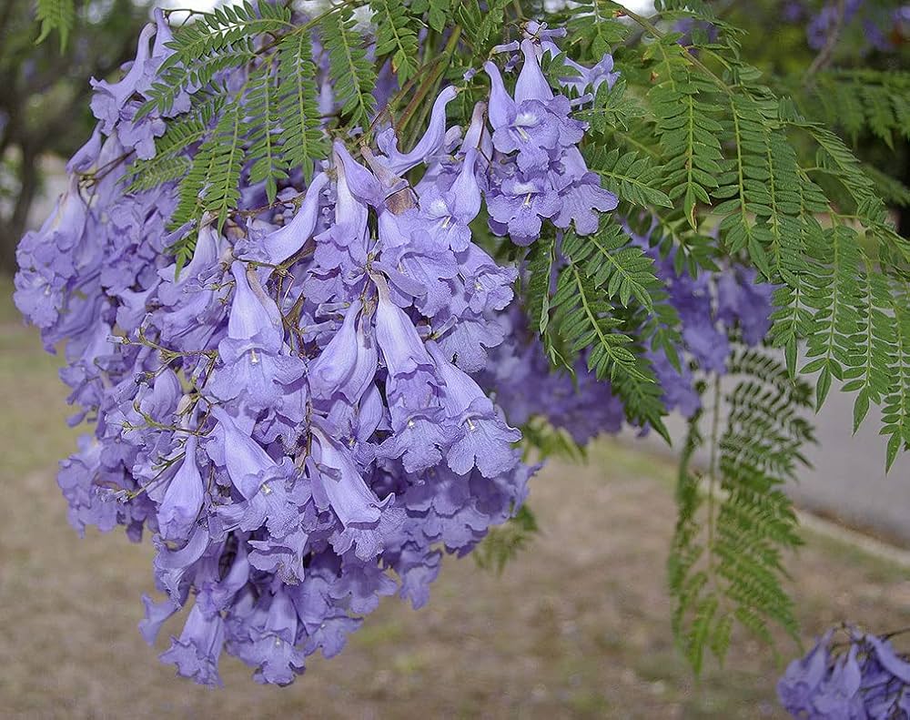 Jacaranda Flower Seeds Purple Heirloom Non-GMO High Germination Organic Garden Seeds for Planting