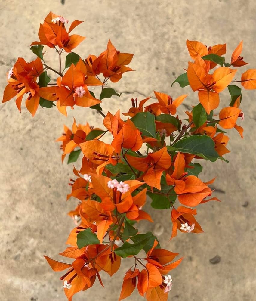 Orange Bougainvillea Flower Seeds Heirloom Non-GMO High Germination Organic Garden Seeds for Planting