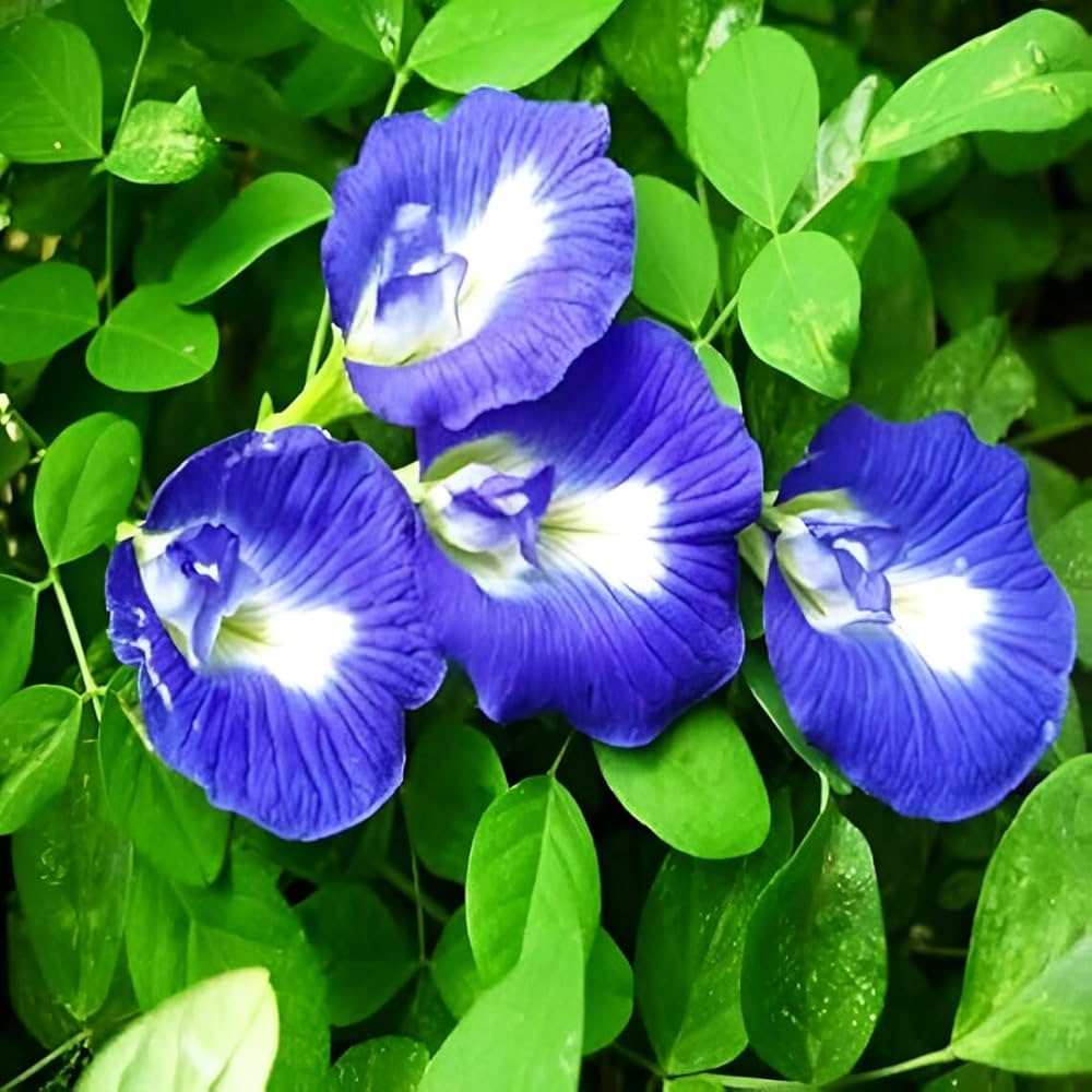 Aparajita Flower Seeds for Planting – Heirloom Non-GMO High Germination Organic Garden Seeds
