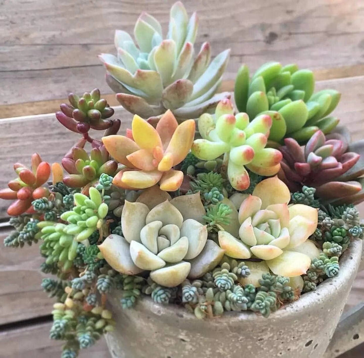 Mixed Sedum Flower Seeds – Heirloom, Non-GMO, High Germination Seeds