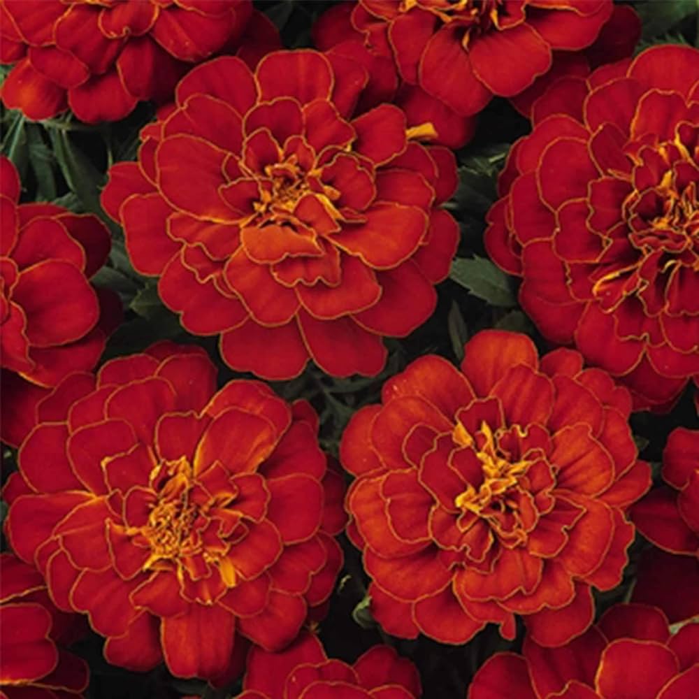 marigold ez flower seeds