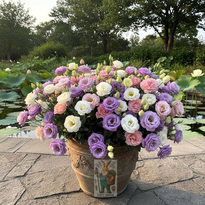 Lisianthus Flower Seeds Mixed – Heirloom, Non-GMO, High Germination Seeds