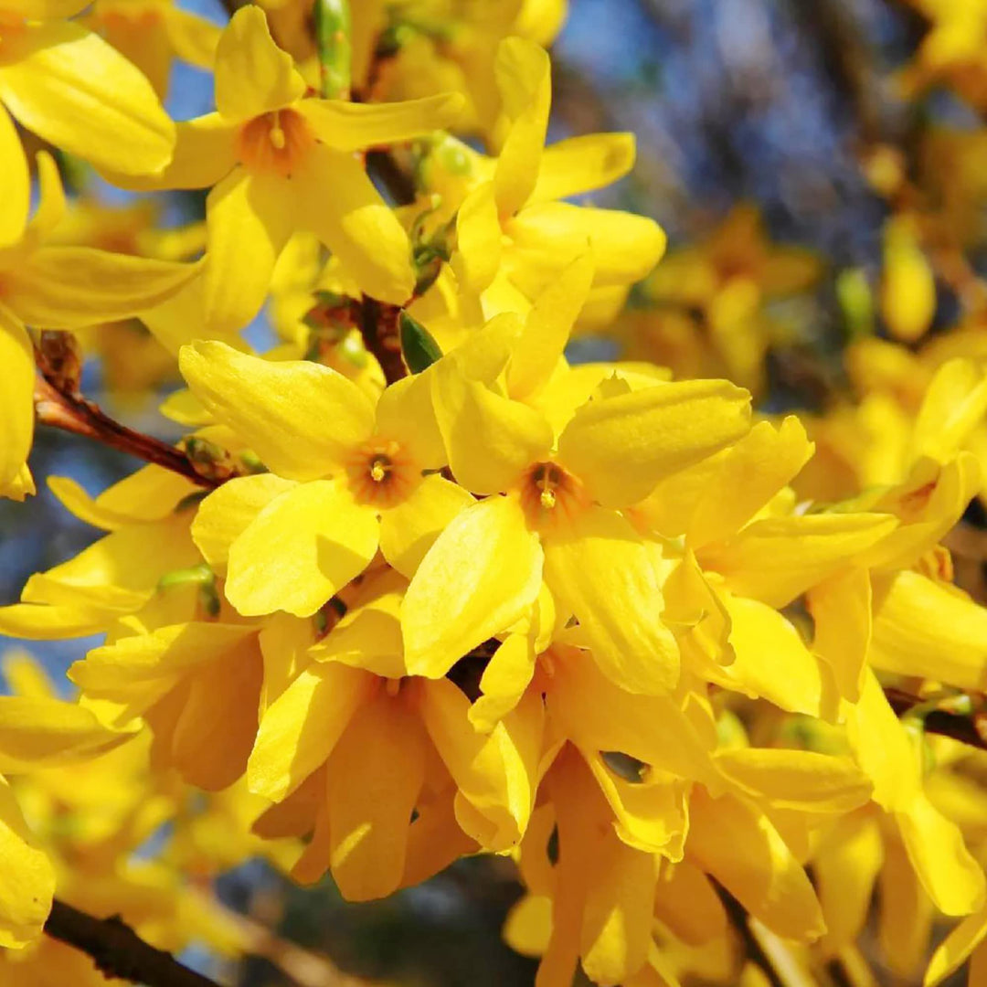 forsythia for flower seeds