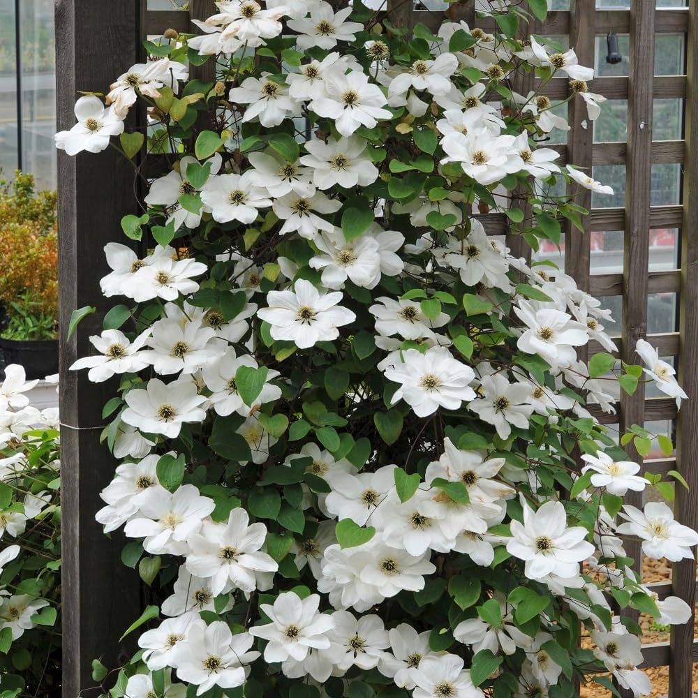 white clematis flower seeds