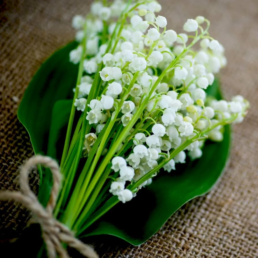 white lily flower seeds