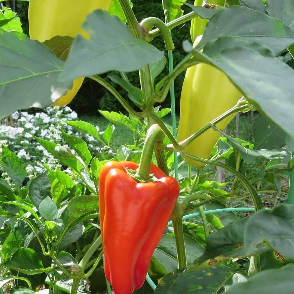 sweet marconi flower seeds