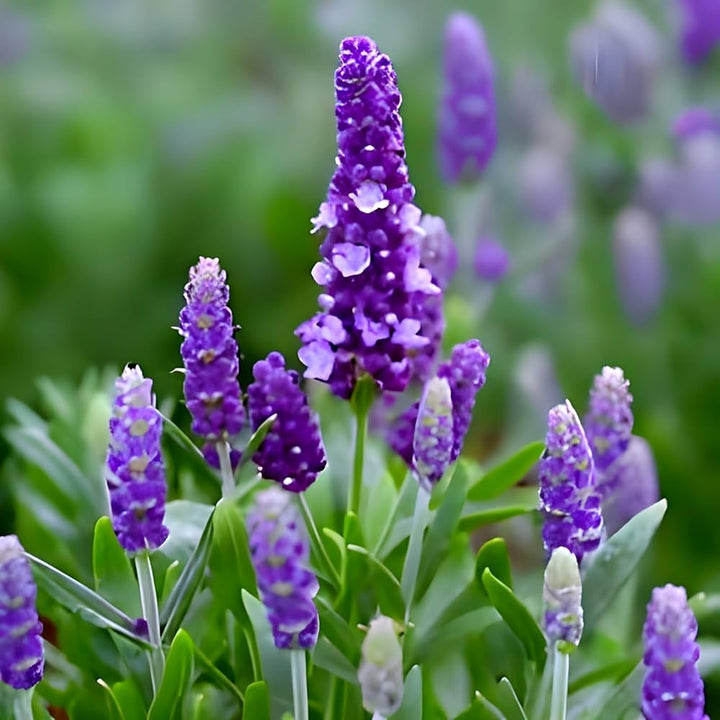 Lavender Flower Seeds for Planting