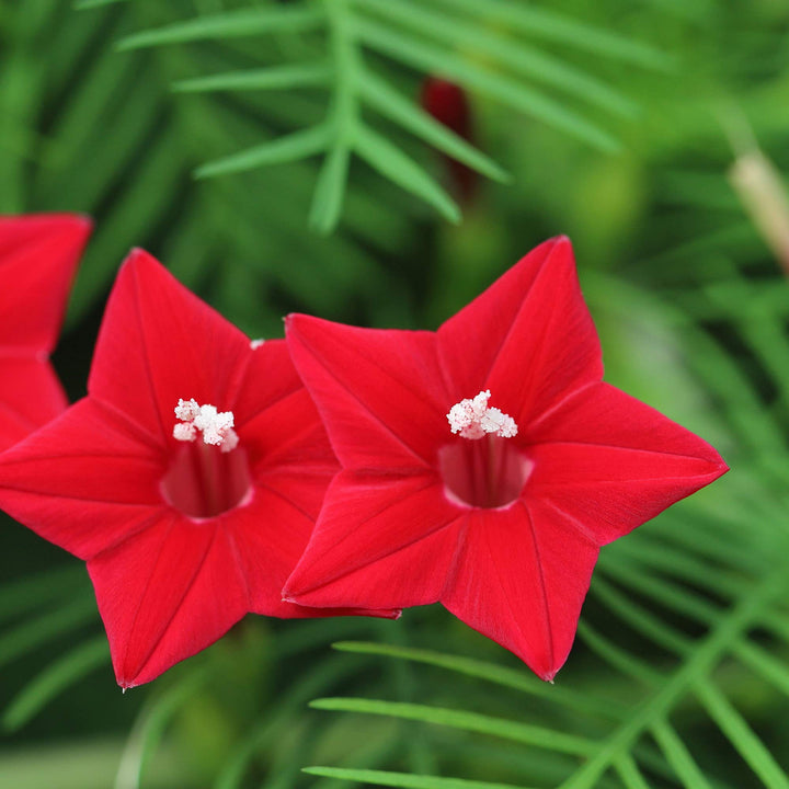 Red Eccremocarpus Flower Seeds – Heirloom Non-GMO High Germination Seeds
