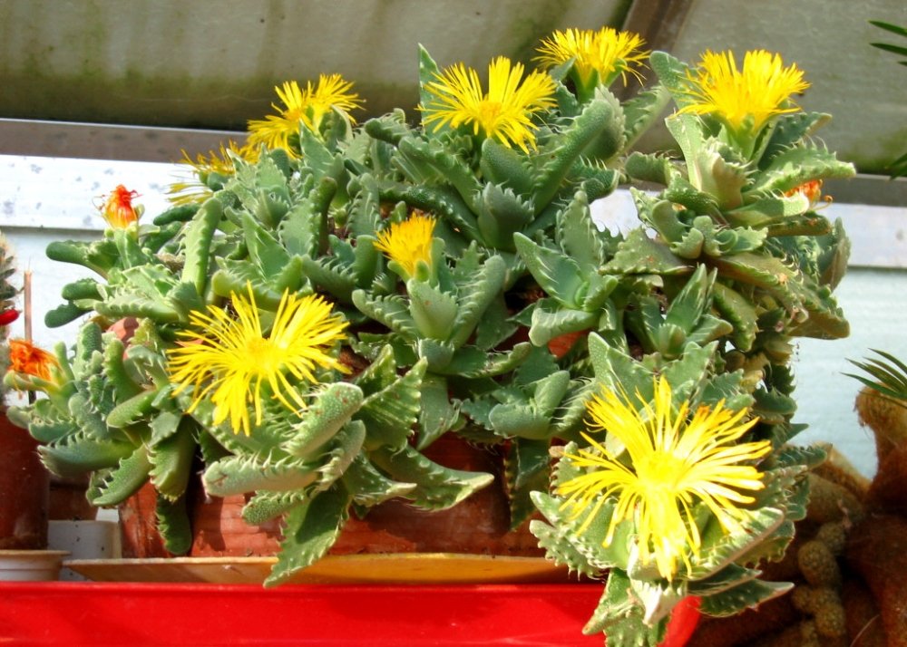 Faucaria tigrina Flower Seeds Yellow – Heirloom Non-GMO High Germination Seeds