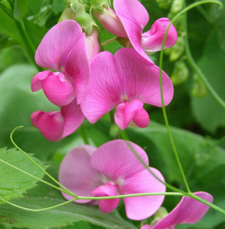 Lathyrus Flower Seeds Pink – Heirloom, Non-GMO, High Germination Seeds