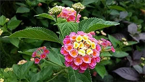 lantana lantana flower seeds