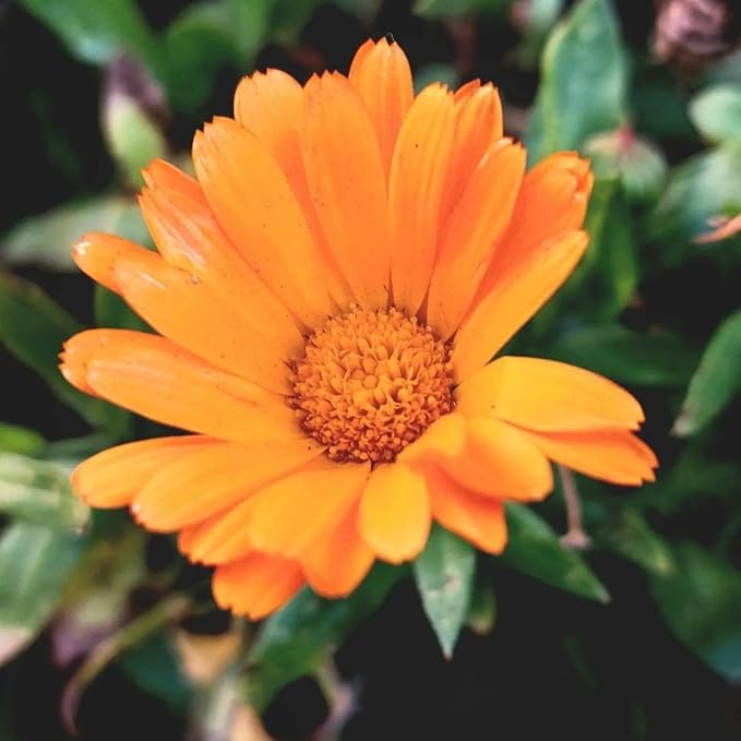 Pot Marigold (Calendula) Seeds for Planting – Heirloom, Non-GMO Garden Seeds
