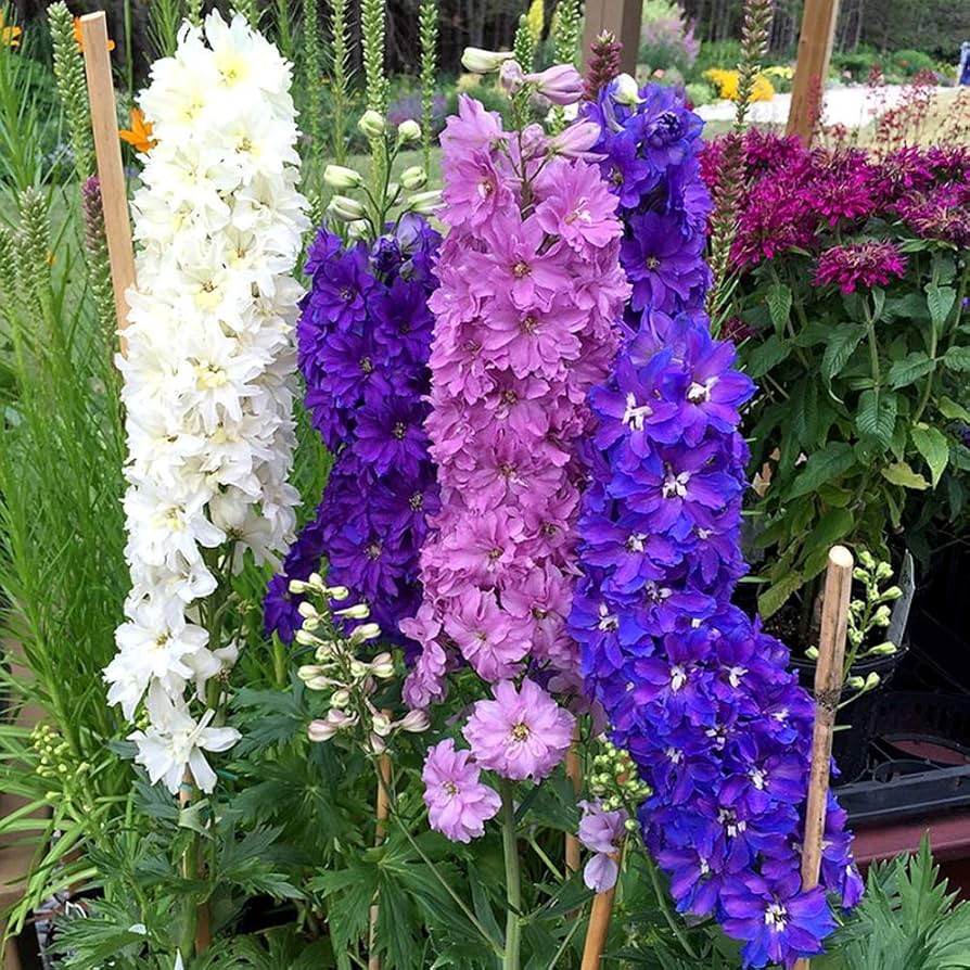 mixed delphinium flower seeds