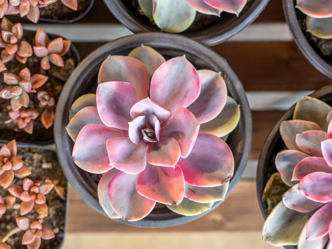 succulentpinkheirloomnongmo flower seeds
