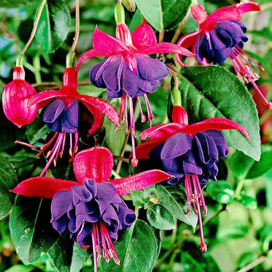 pink fuchsia flower seeds