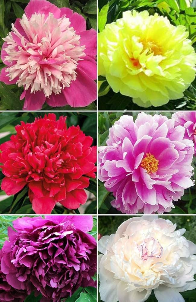 Mixed Peony Flower Seeds – Heirloom, Non-GMO, High Germination Seeds