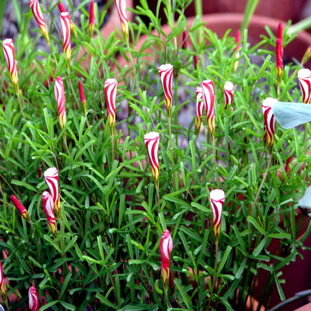 Oxalis Candy herb seeds