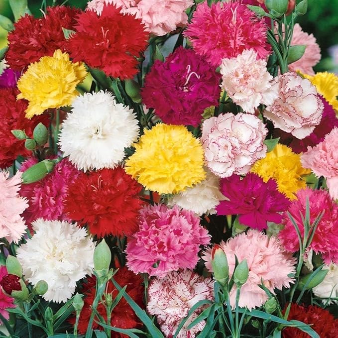 carnation perennial flower seeds